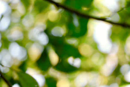 Green and white blur under the treeの写真素材