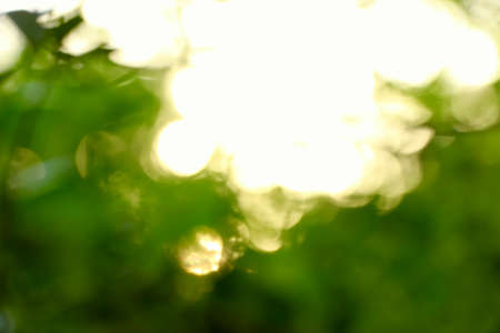 Green and white blur under the treeの写真素材