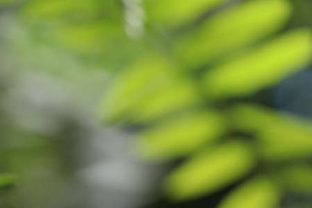 Blurred images and bokeh of the nature backgroundの写真素材