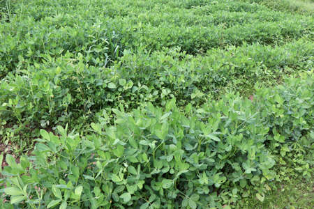 Arachis hypogaea are growing and Planting without chemicalsの写真素材