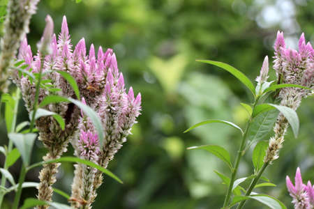 Celosia argentea flower are bloomingの写真素材