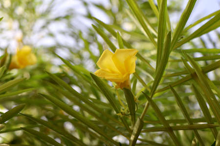 Thevetia peruviana flower are bloomingの写真素材