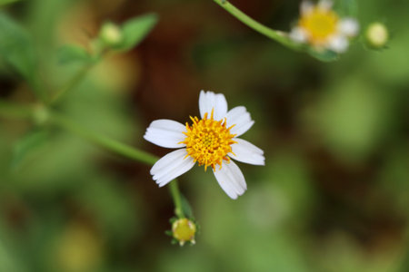 white flower are blooming in the morning