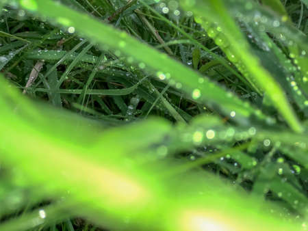 Bokeh and water droplets on the green leafの写真素材