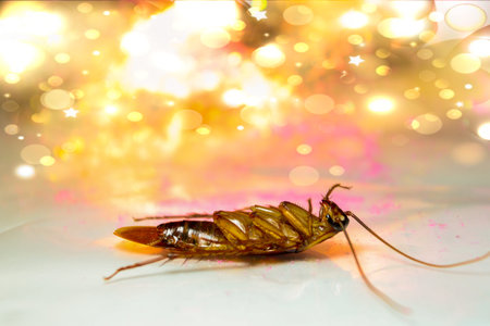 Blattodea slept dead and white background