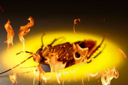 Blattodea the disease carrier and flamesの写真素材