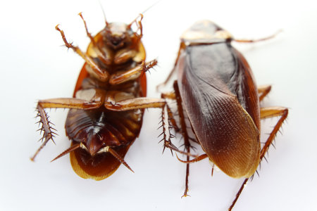 Blattodea slept dead and white background