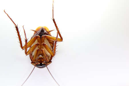 Blattodea slept dead and white backgroundの写真素材