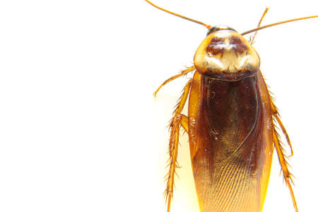Blattodea slept dead and white backgroundの写真素材