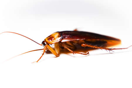 Blattodea slept dead and white backgroundの写真素材