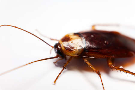 Blattodea slept dead and white backgroundの写真素材