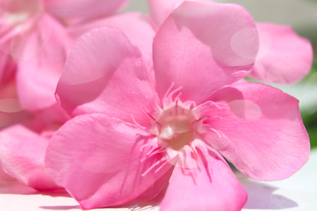 Pink Nerium oleander are blooming