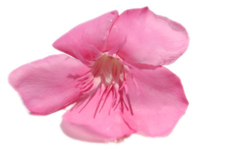 Pink Nerium oleander are blooming