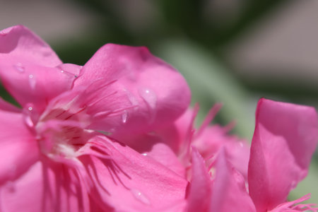 Pink Nerium oleander are blooming
