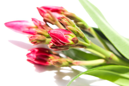 Red Nerium oleander are blooming