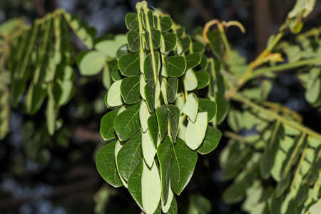 Samanea saman leaf at nightの写真素材