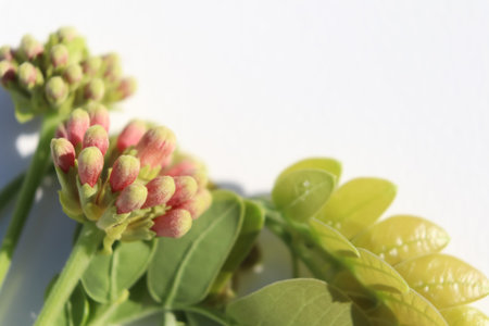 Samanea saman flower will bloomingの写真素材