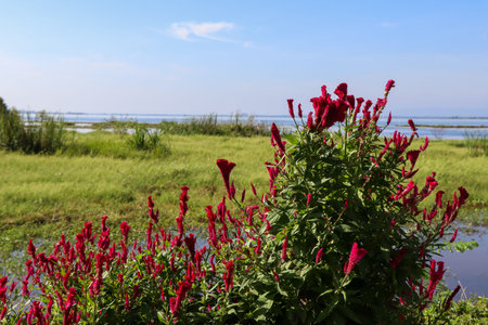 Red Celosia argentea are blooming at day
