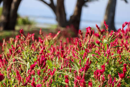 Red Celosia argentea are blooming at dayの写真素材