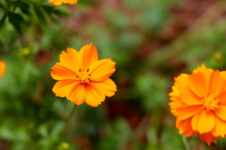 Orange Cosmos sulphureus Cav flower are blooming