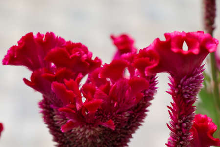 Red Celosia argentea are blooming at dayの写真素材