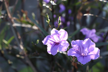 Purple Ruellia tuberosa flower are blooming