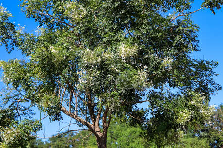 White Millingtonia hortensis are bloomingの写真素材