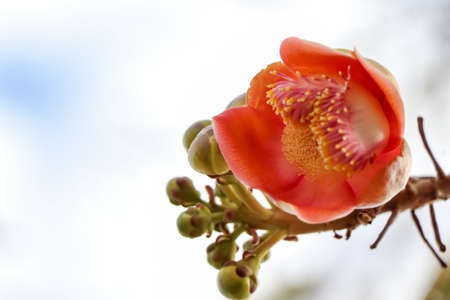 Couroupita guianensis Aubl are bloomingの写真素材