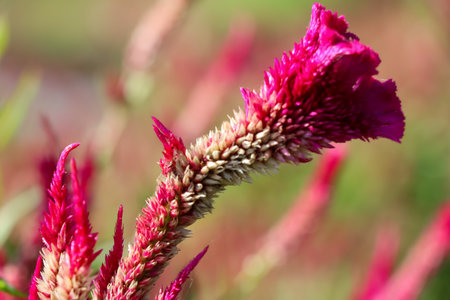 Red Celosia argentea are blooming at day