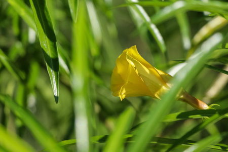 Thevetia peruviana flower are blooming