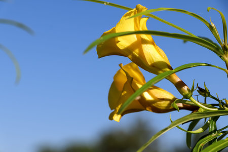 Thevetia peruviana flower are bloomingの写真素材