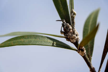 White aphids on Nerium oleander leafの写真素材