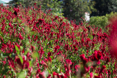 Red Celosia argentea are blooming at day