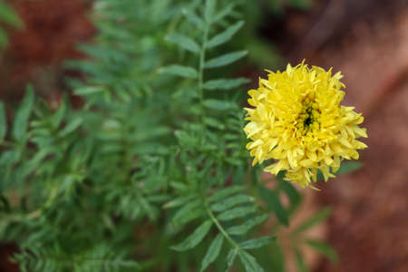 Yellow Tagetes erecta are bloomingの写真素材
