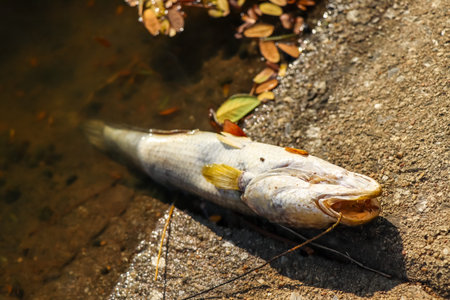 Dead fish in an industrial canal