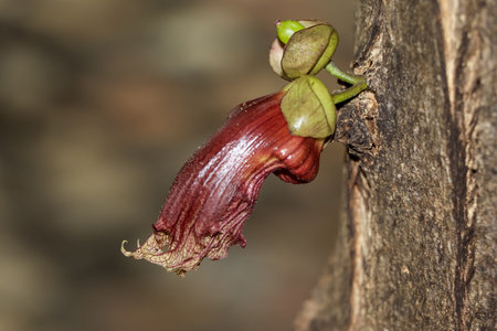 Crescentia cujete are growing up