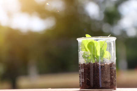 Grow plants in a chemical glassの写真素材