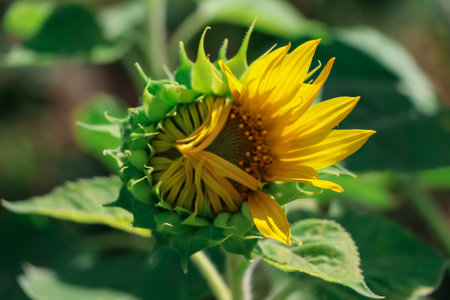 Sunflower flower are blooming in the morning and sunlightの写真素材