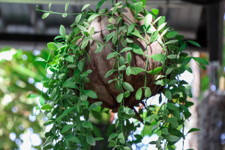 White Diamond in the garden and beautifulの写真素材