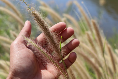 The grass flowers are blooming in the morning dayの写真素材