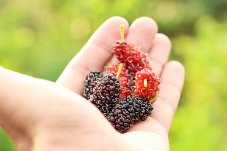 Morus alba Linn fruit are growing upの写真素材