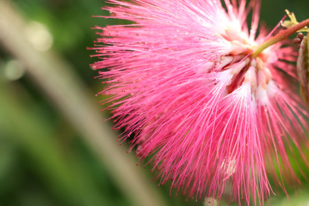Red Calliandra Haematocephala Hassk flower are blooming in the morningの写真素材