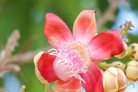 Couroupita guianensis Aubl flower are blooming