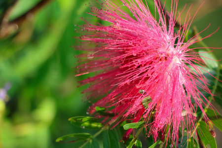 Red Calliandra Haematocephala Hassk flower are blooming in the morning