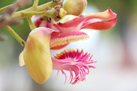 Couroupita guianensis Aubl flower are blooming