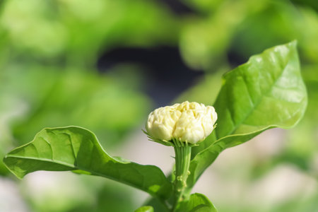 Jasminum sambac flower are blooming and green leafの写真素材
