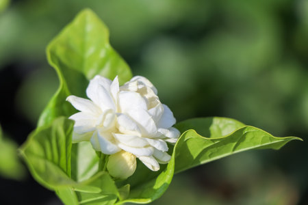 Jasminum sambac flower are blooming and green leafの写真素材