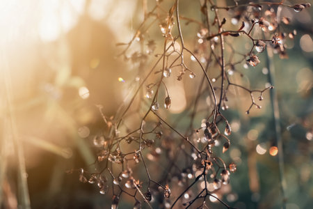 Water droplets on leaves and bokehの写真素材