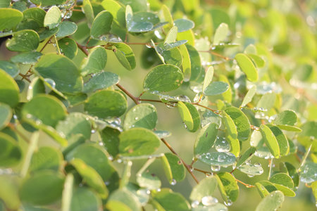 Water droplets on leaves and bokeh