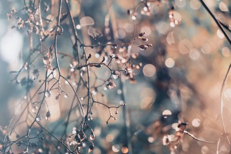 Water droplets on leaves and bokeh